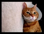 Satellite Dish Kitty 
