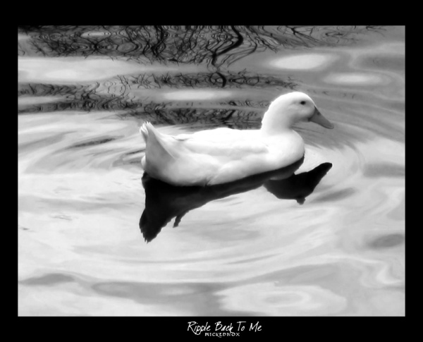 Ripple Back To Me 