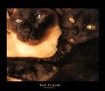 Best Friends 