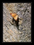   Like a Flutterby  