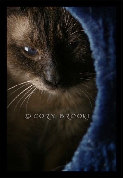 Peek-A-Blue