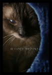 Peek-A-Blue
