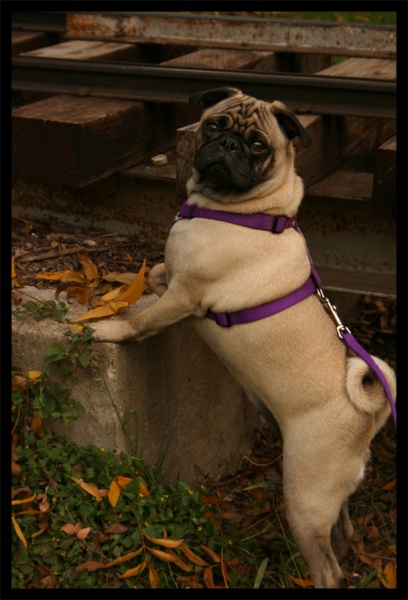 Mugsy Malone Strikes a Pose