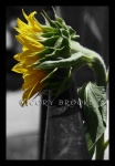 Reach for the Sun