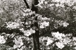 Dogwood Tree 1