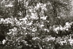 Dogwood Tree 2