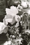 Daffodils