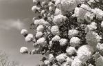 Hydrangea Bubbles