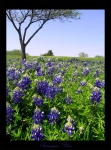 Springtime Blues