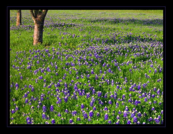 Legend of the Bluebonnet