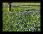 Legend of the Bluebonnet