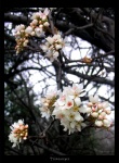 Florescence 