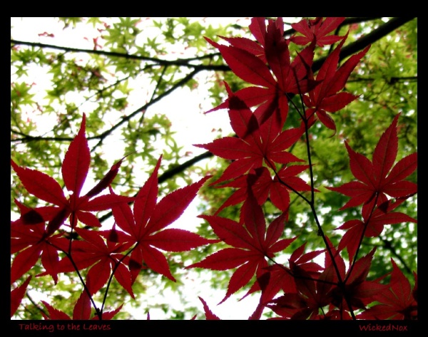Talking to the leaves