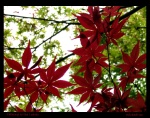 Talking to the leaves