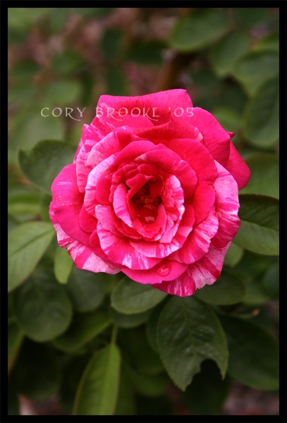 tears from a rose