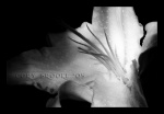 Tender Umbrage