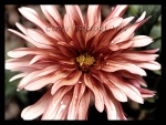 Delicate Song 