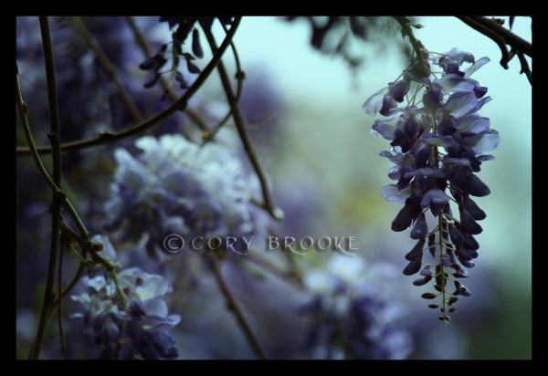 Tangled in Blue