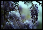 Tangled in Blue