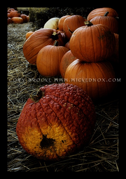 The Ugly Pumpkin