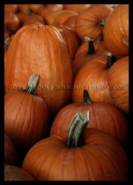 Pumpkin Patch