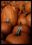 Pumpkin Patch