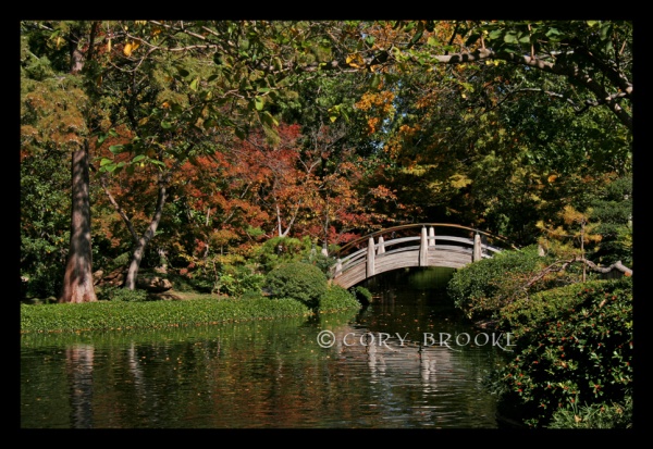 Autumn in the Garden