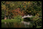 Autumn in the Garden