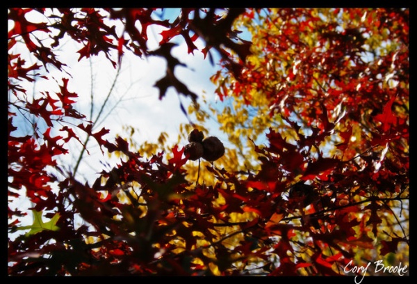 Seasons Change