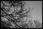 Fell on Black Days