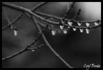 Winter's Tears