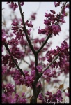 In Bloom