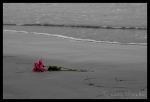 I Will Remember You..