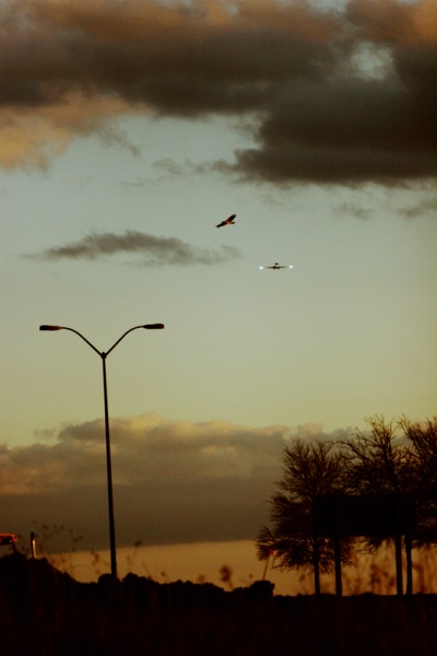 A bird, a plane