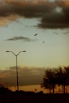 A bird, a plane
