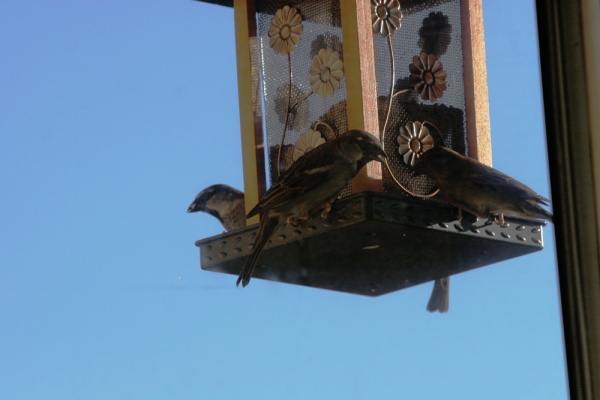 Feeding time
