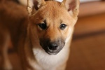 Gracie