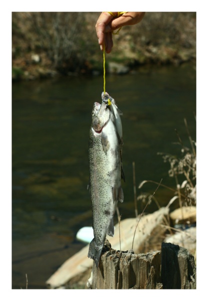 Catch of the Day