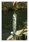 Catch of the Day