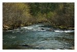 Middle of the Stream