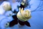 White Rose