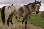 Apaloosa