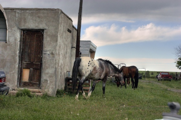 Apaloosa in New Mexico