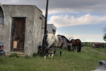 Apaloosa in New Mexico