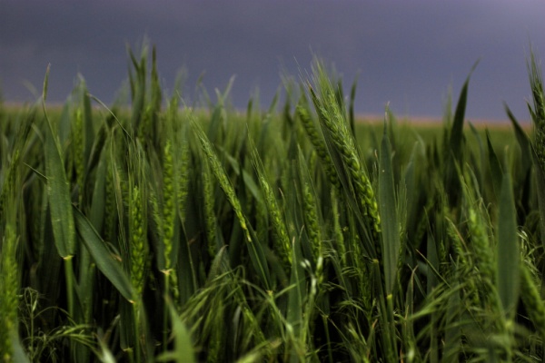 Waving Wheat