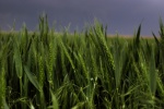 Waving Wheat