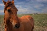 Horse outside of Cheyenne