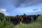 Moo Cows