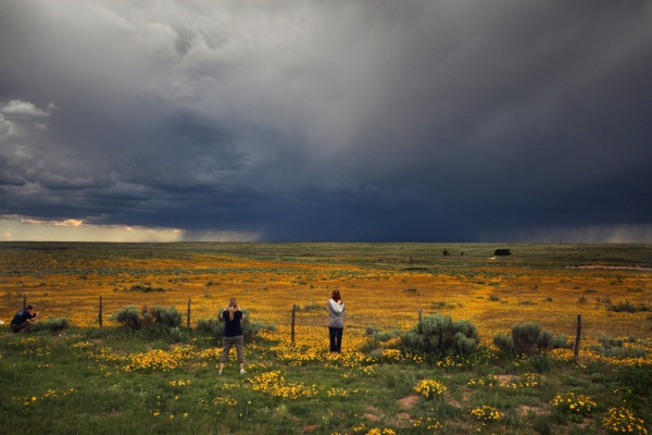In the Wildflowers thumb