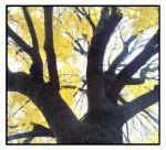 Nov. 10 02 - Yellow Tree